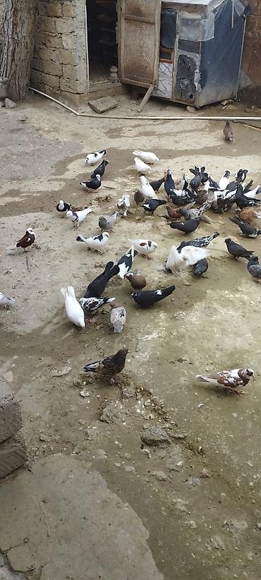 heyrətilər: Cins xoruz – qara-yaşıl parıltılı lələklər, uzun quyruq və güclü bədən — 8