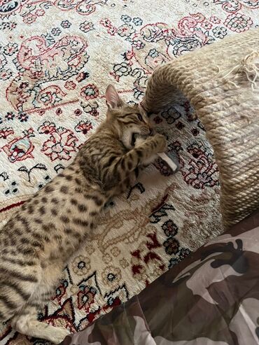 шотландская вислоухая кошка черная: Кошка даром: Бенгальская, 7 месяцев, Мальчик, Кастрирована, Метис, Приучена к лотку