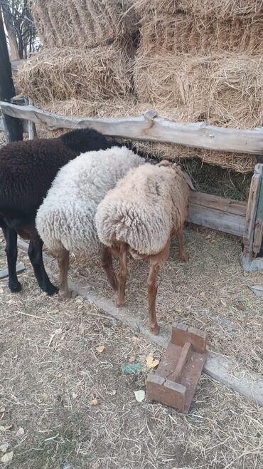 Бараны, овцы: Продаю | Баран (самец) | Эдильбаевская | Для разведения | Племенные — 5