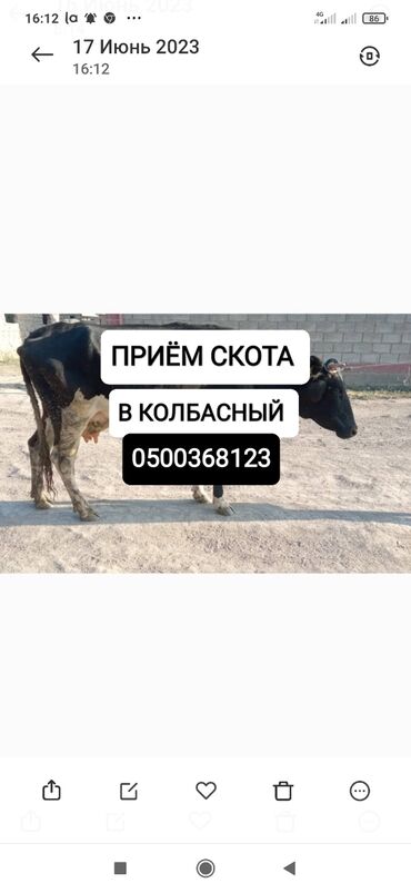 оболочка для колбасы купить в бишкеке: Куплю | Коровы, быки, Лошади, кони | Круглосуточно, Любое состояние, Забитый