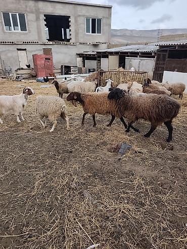 Mal-qara: Salam qoyun yani balali 3 gündür dogub birinci balasidir saglam aktiv — 4