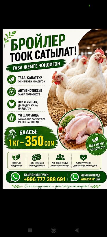 Бройлерные куры (целые тушки) - Выращены на чистом, качественном