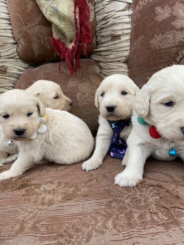 İtlər: Retriever, 2 ay, Erkek, Peyvəndli, Ünvandan götürmə, Ödənişli çatdırılma, Rayonlara çatdırılma