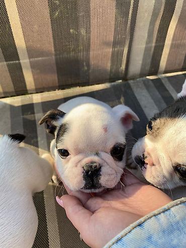 Psi: 🔥 TOP FRANCUSKI BULDOG ŠTENCI 🔥 Na prodaju vrhunski štenci francuskog — 9