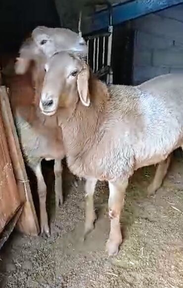 продажа щенков немецкой овчарки в бишкеке с документами: Сатам | Кочкор (эркек) | Арашан