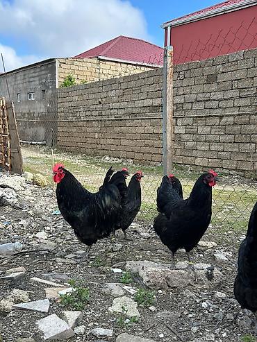 Quşlar: Salam avstroloq mayalı yumurtası sifariş qəbul olunur ünvan Binə — 2