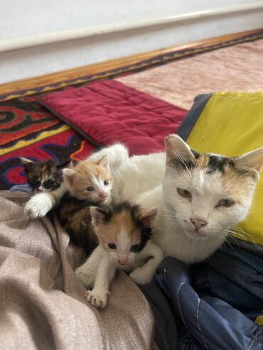 сиамская кошка цена: Отдам в хорошие руки кошку с тремя котятами даром