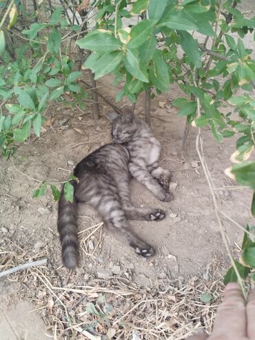 отдам породистого котенка: Ассаляму Алейкум люди добрые ! Кто любит кому нужна кошка !? Есть два