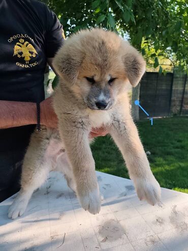 psi za tartufe prodaja: Stenci Akita Inu (Japanska Akita) stari cetiri meseca, vakcinisani i
