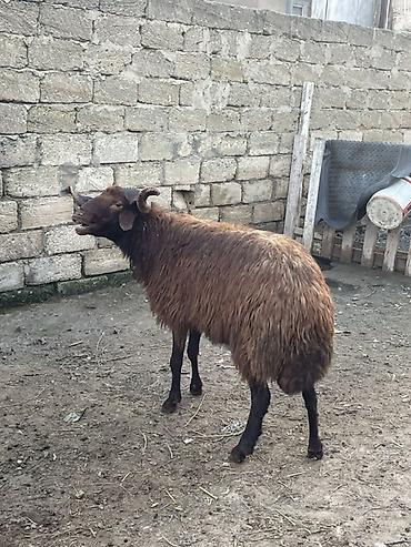 qala sortu qoyunlar: Temiz mor karaman cinsidir 1 yaş 2 aylıqdlr başqa qoyunlarda var — 4