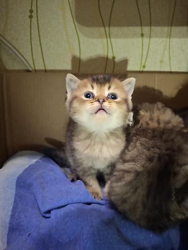 Pişiklər: Britan — 11