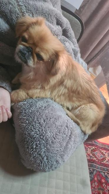 pitbull az: Pekines, 3 il, Dişi — 3