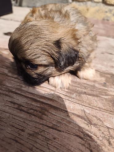 İtlər: Pekines, 1 ay, Erkek — 9