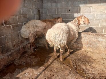 овцы породы арашан: Продаю | Баран (самец) | Арашан