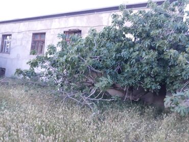 Torpaq sahələrinin satışı: 12 sot, Makler, Kupça (Çıxarış) — 5