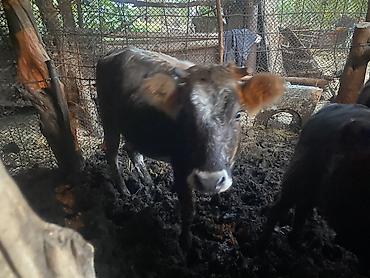 продажа собак бишкек: Продаю | Корова (самка) — 2