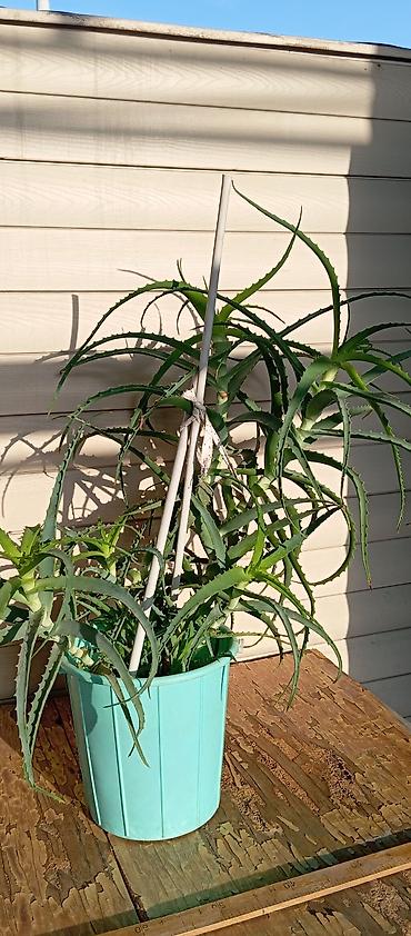 Алоэ: Алоэ (возможно, Aloe arborescens) в горшке. возраст 6 лет - Крупное — 1