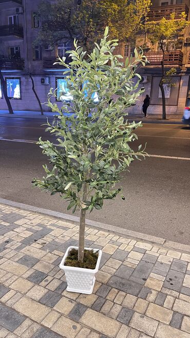 Ağaclar: Depodan bir basa satis 70azn baslayan dekarativ suni agaclar topdan — 20