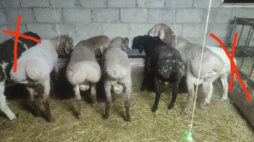 хомяк коины: Сатам | Кочкор (эркек) | Союуга