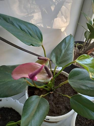 Антуриумы: Антуриум (Anthurium andreanum) в горшке. - Эффектные красные — 6