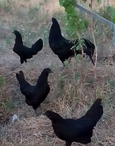 Toyuqlar: Toyuq, Damazlıq, Ödənişli çatdırılma — 14