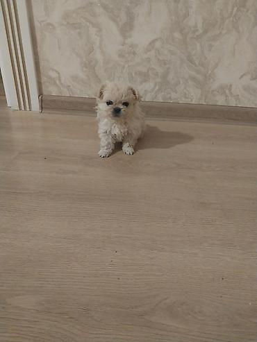 Другое: Ünvan Gəncə cinsi Pekines 38 günlükdür erkəy — 2