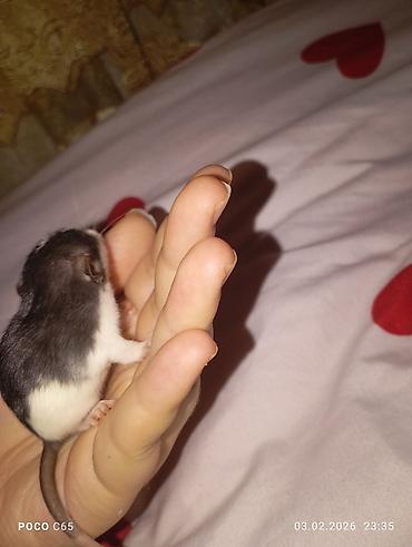 Крысы: КРЫСЯТА "ДАМБО" 3 малыша, мальчики месяц ручные активные готовы к — 8