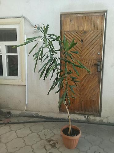 Драцены и Сансевиерии: 🌿✨ ПРОДАЮ КОМНАТНЫЕ ЦВЕТЫ ✨🌿 Украсьте свой дом красивыми и ухоженными — 2