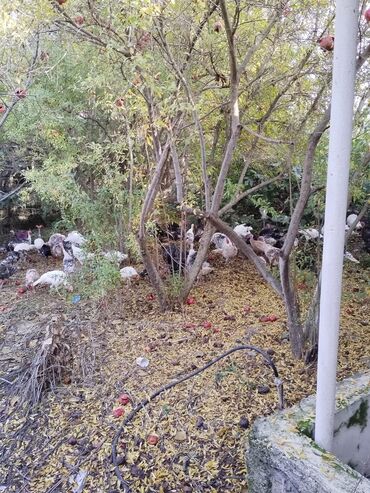 Hinduşka: Məhsul: Hind quşları (Biq 6 və “Beyləqan” sortları) Təsvir: - — 5