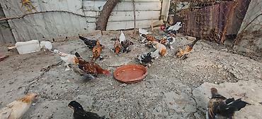 Toyuq, Damazlıq