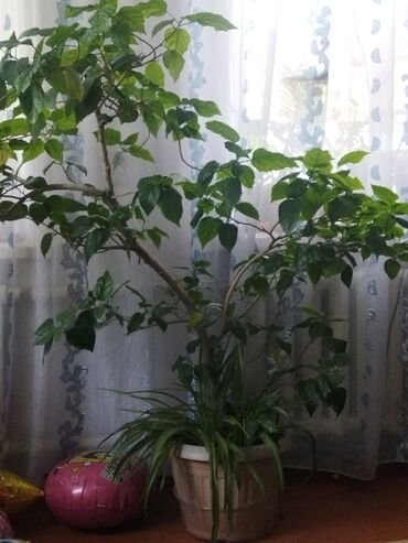 столы и стулья пластиковые: Продаю домашний цветок: Китайская роза. Большой! Примерно 1.60-1.70 at lalafo.kg столы и стулья пластиковые: Продаю домашний цветок: Китайская роза. Большой! Примерно 1.60-1.70