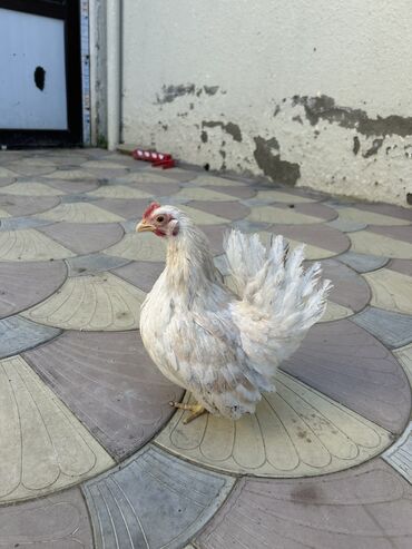 ayam cemani yumurta: Toyuq, Yumurtalıq