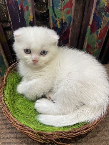манчкин кот: Мальчики родились 17 апреля. Готовы к переезду