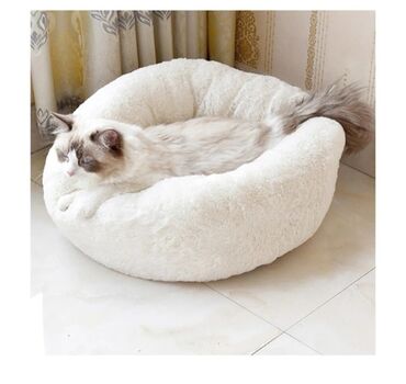 Pişiklər: Erkək, Dişi -da lalafo.az — 5 Pişiklər: Erkək, Dişi — 5