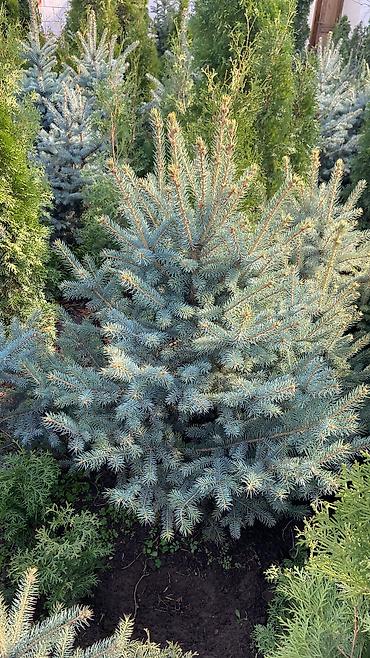 Ель: Продается ёлки(голубые/зеленые/тянь-шаньские ели) -местные at lalafo.kg — 10 Ель: Продается ёлки(голубые/зеленые/тянь-шаньские ели) -местные — 10