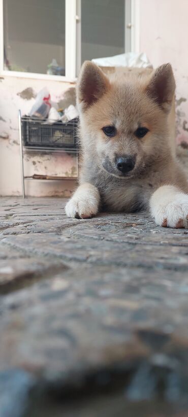 сколько стоит акита ину: Akita-inu
