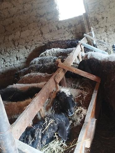 Баран, овца: Продаю | Овца (самка) | Полукровка | Для разведения | Матка — 13