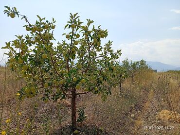 Продажа домов: Дача, 300 м², 2 комнаты, Собственник — 13