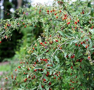 Кустарник годжи (Lycium barbarum) — это растение, ягоды которого