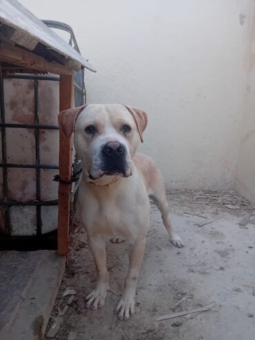 it heyvan: Pitbul, 9 ay, Erkek, Peyvəndli, Ünvandan götürmə, Ödənişli çatdırılma