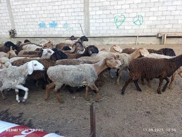 муравьиная ферма купить бишкек: Жалпы саны 35 баш ургаачы эркек бычмал токту боруктар сатылат тандап