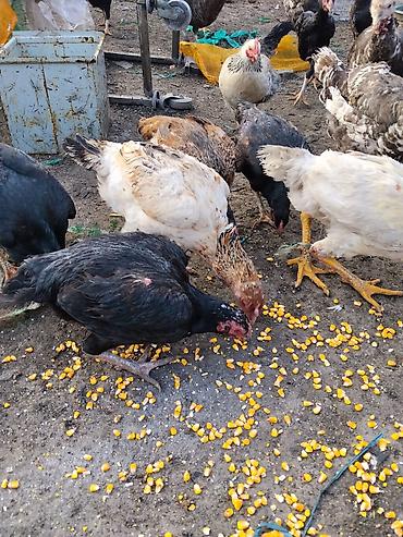 Другие с/х животные: Продаются сельскохозяйственные птицы смешанного поголовья для — 25