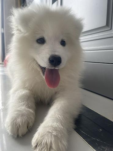 İtlər: Samoyed — 1
