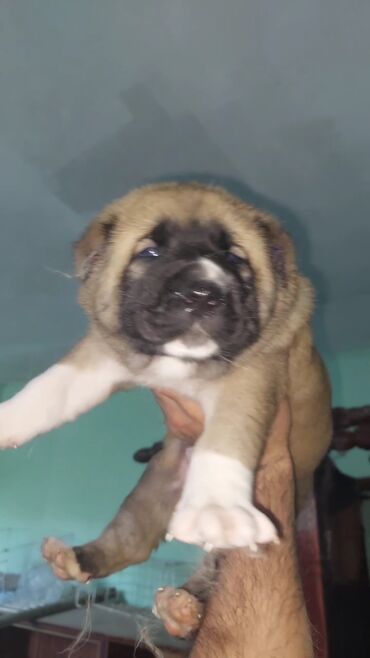 balaca it: Kanqal, 1 ay, Erkek