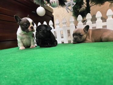 Psi: Štenci francuskog buldoga. U novogodisnjoj ponudi sjajno leglo na lalafo.rs — 6 Psi: Štenci francuskog buldoga. U novogodisnjoj ponudi sjajno leglo — 6