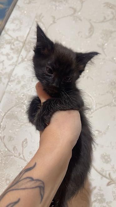 Отдам даром кошку: Отдам даром. Котята — домашние малыши, короткошёрстные. В помёте: - 1 — 4