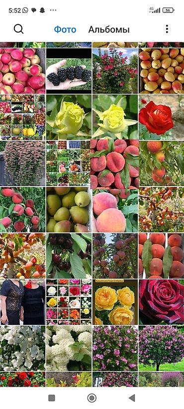 Фрукты и ягоды: Саженцы всех видов — питомник плодово-ягодных культур. Большой — 4