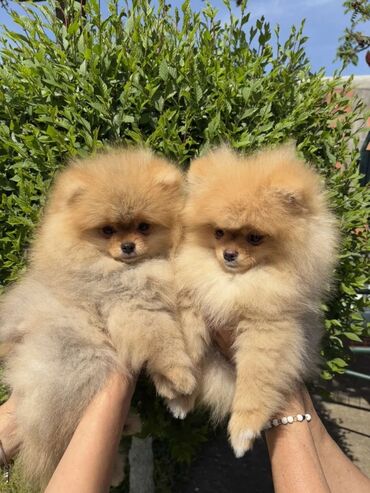 pomeranac bo: Pomeranci