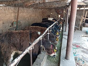 Коровы, быки: Продаю | Бык (самец) | Швицкая, Симментальская | На откорм — 3