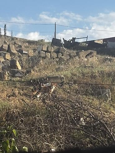 qubada torpaq sahesi satilir: 6 sot, Tikinti, Mülkiyyətçi, Kupça (Çıxarış) — 2